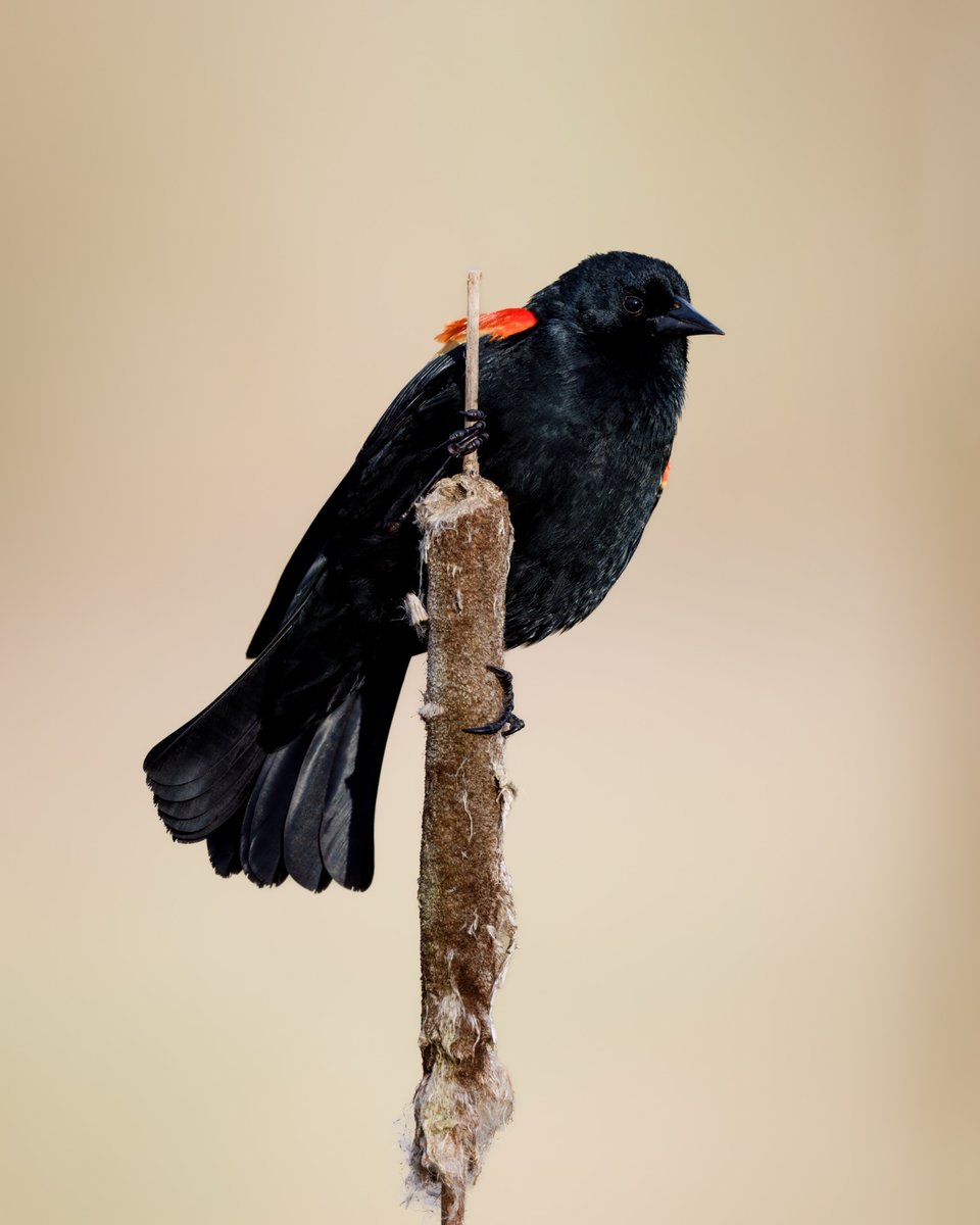 Red-winged Blackbird