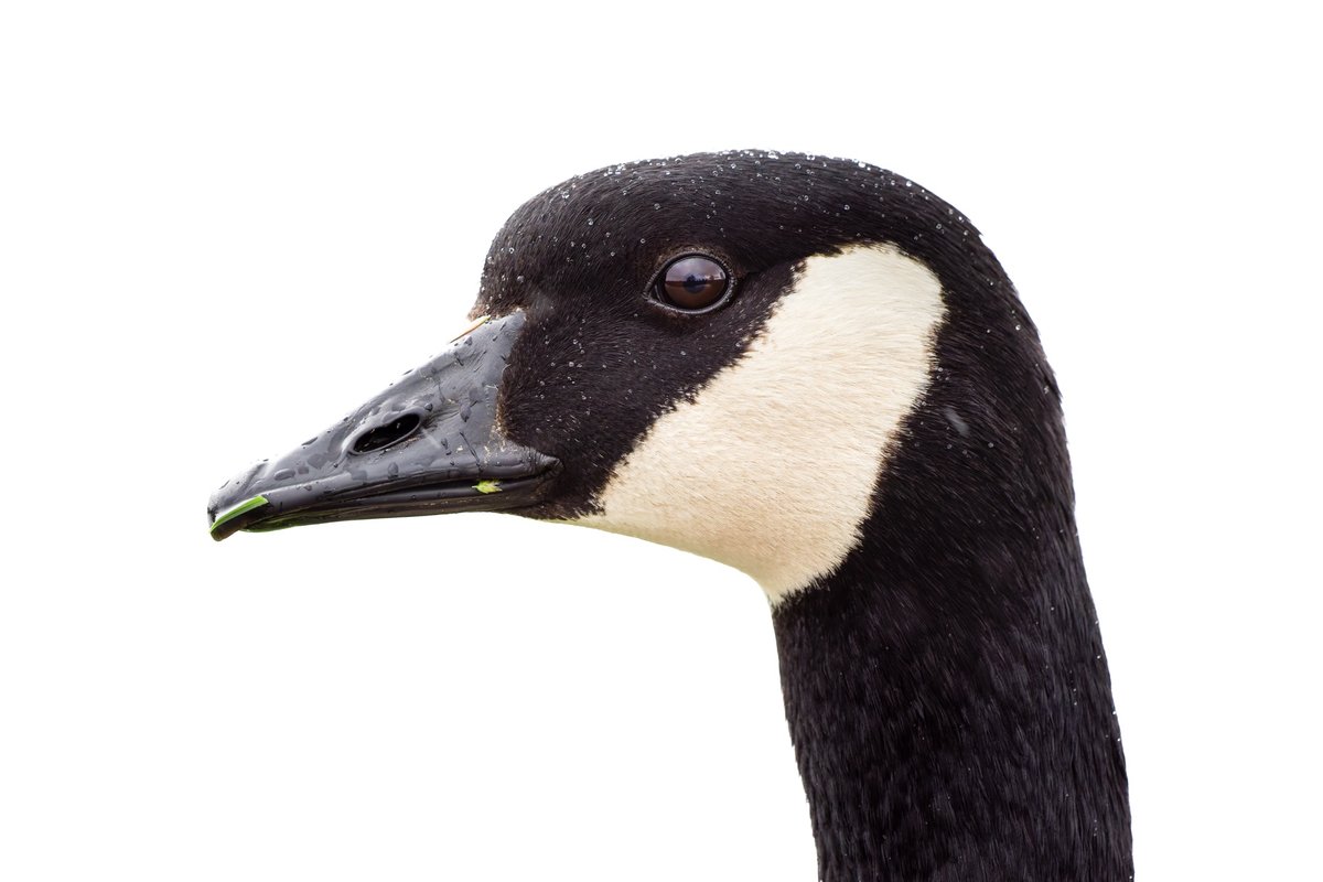 Canada Goose