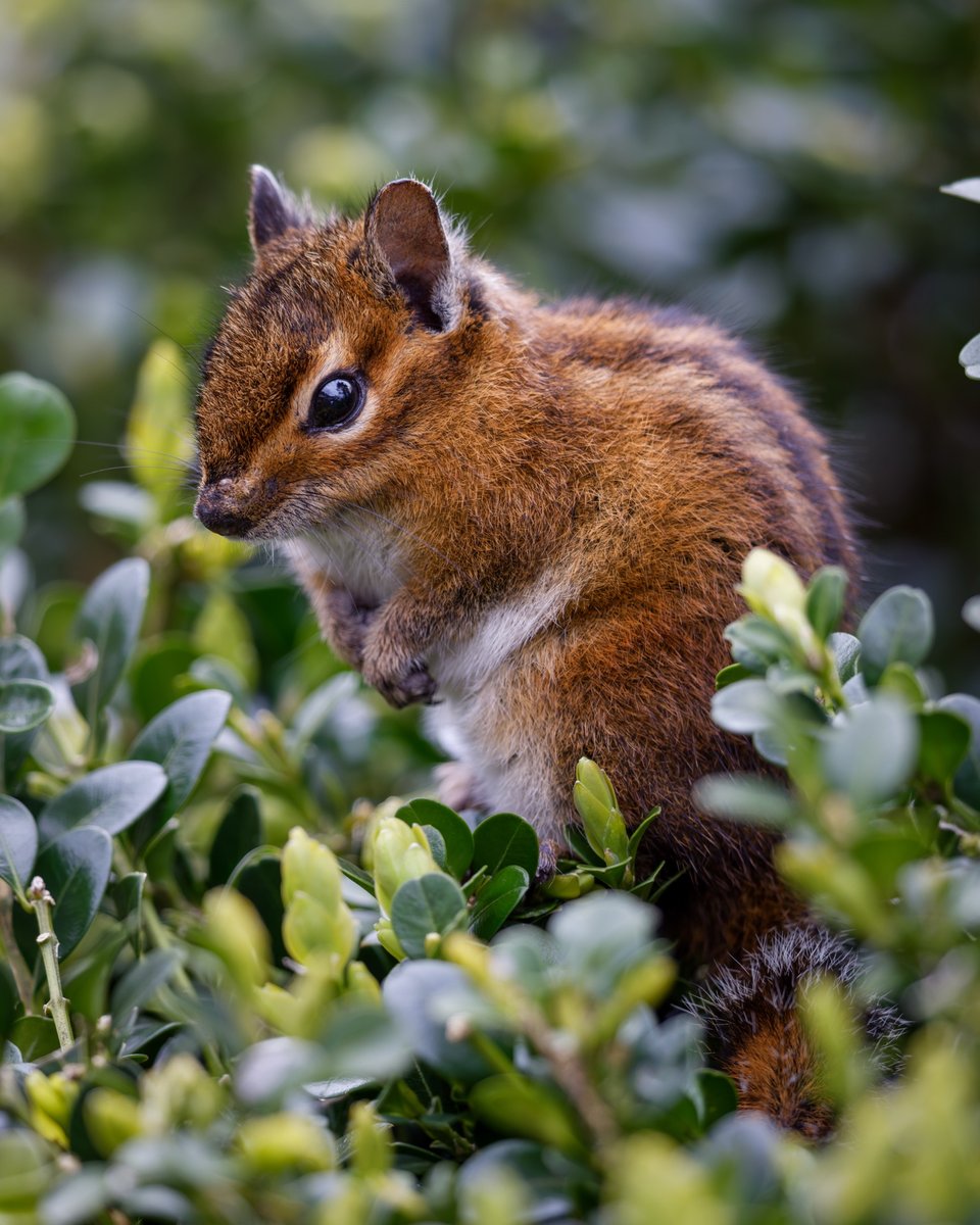 Townsend's Chipmunk