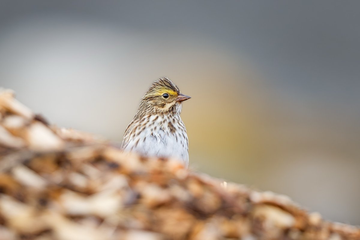 Savannah Sparrow