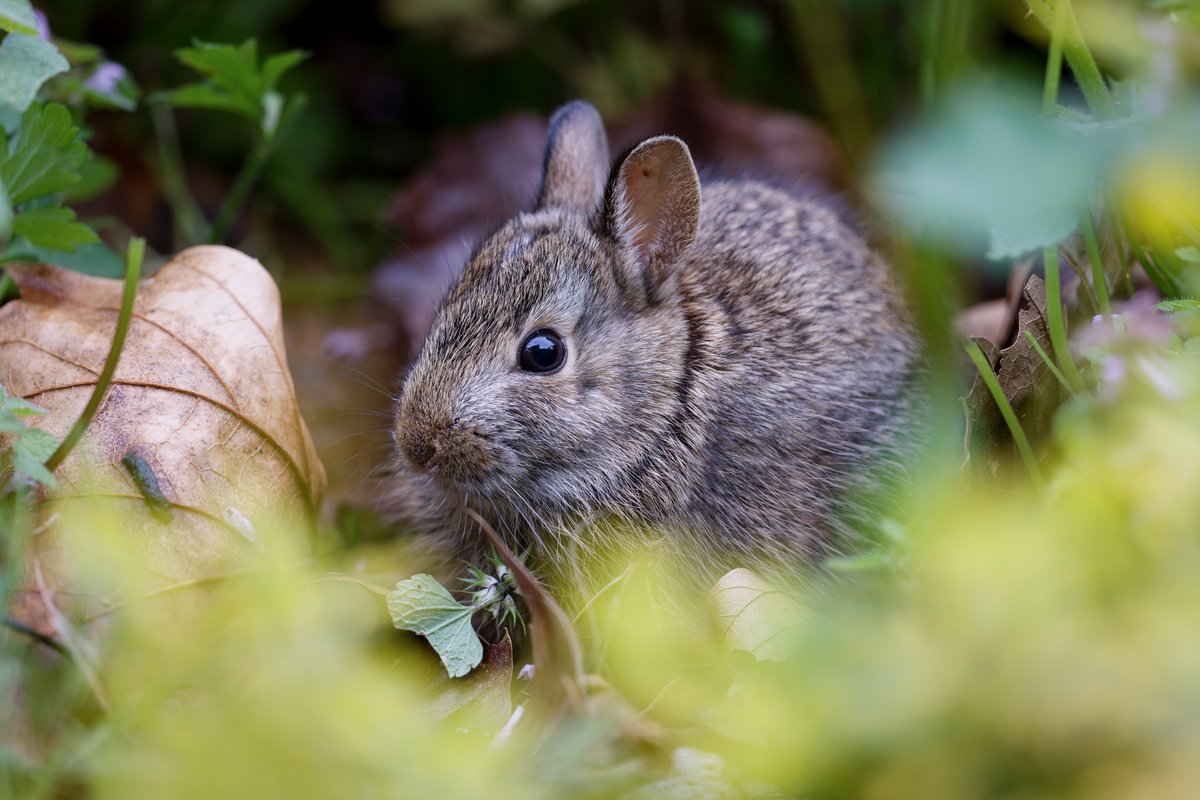 Eastern Cottontail