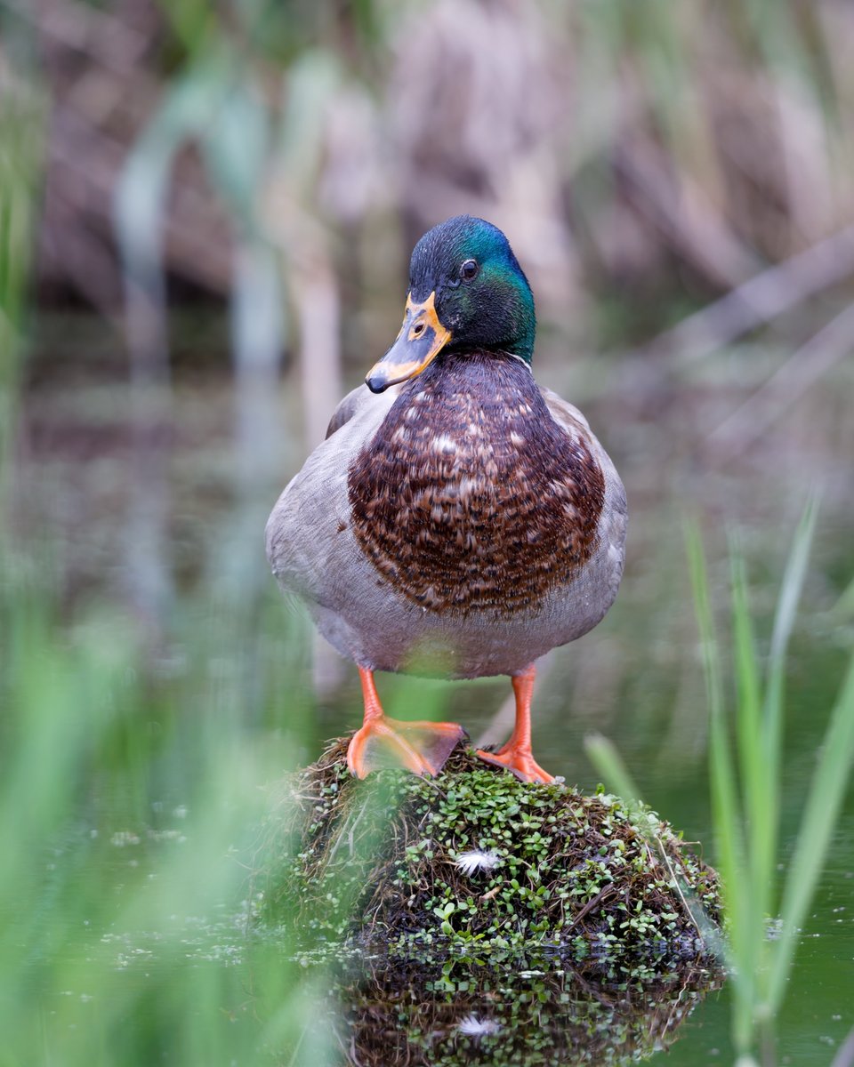 Female Mallard