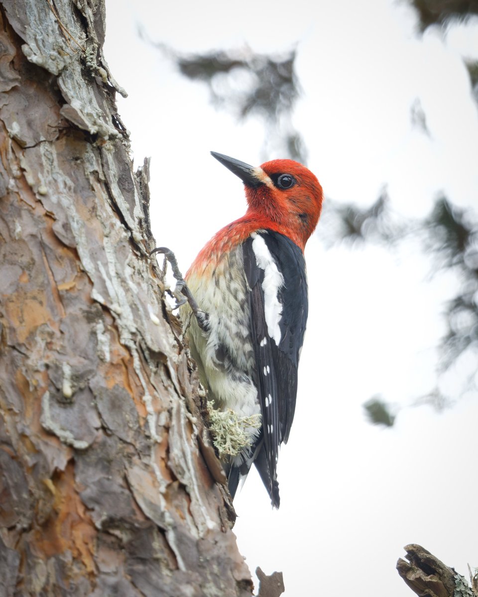 Red-breasted Sapsucker