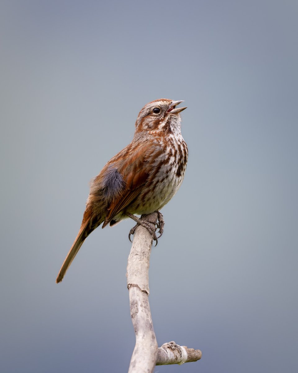 Song Sparrow