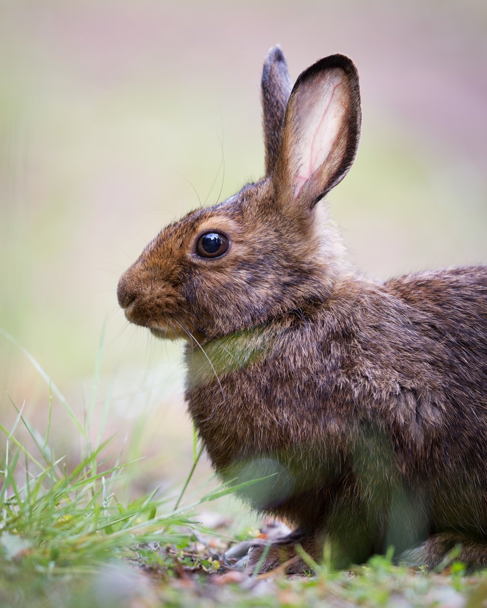 Snowshoe Hare