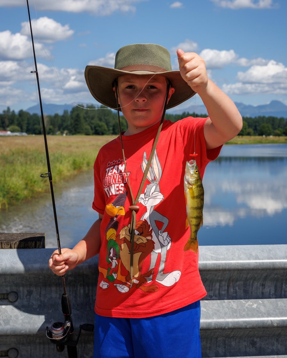 Yellow Perch