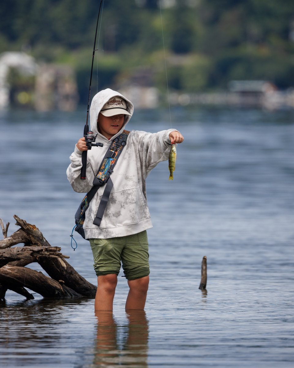 Yellow Perch
