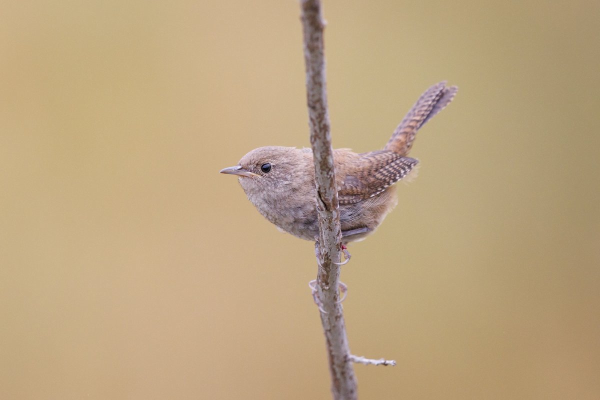 Northern House Wren