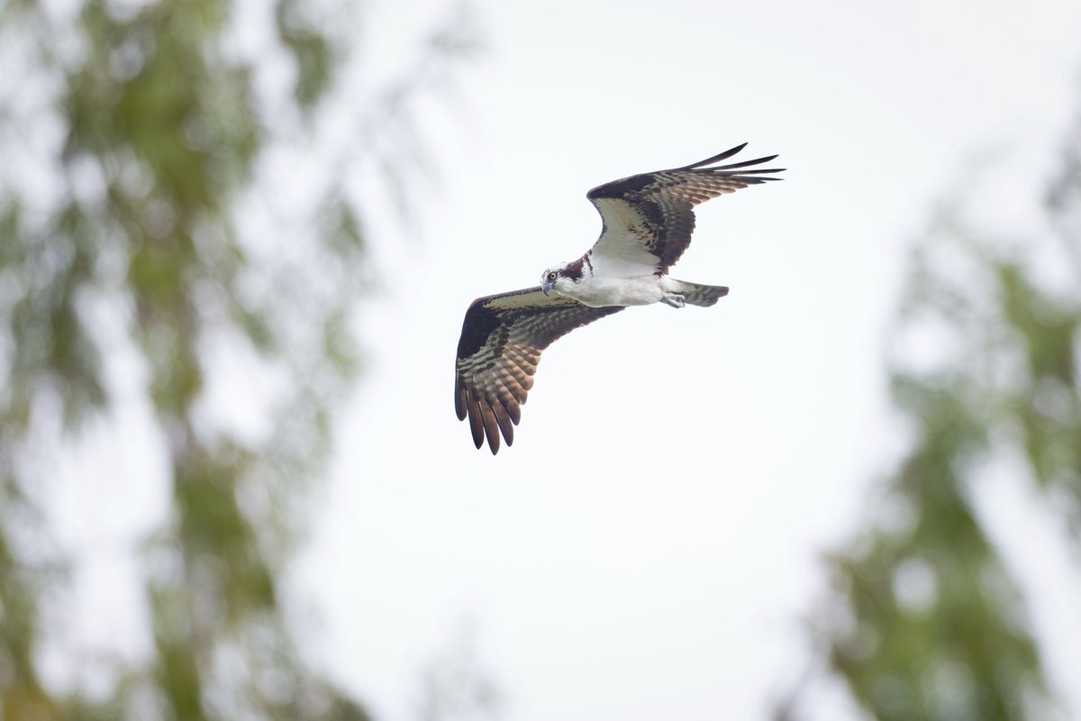 Osprey