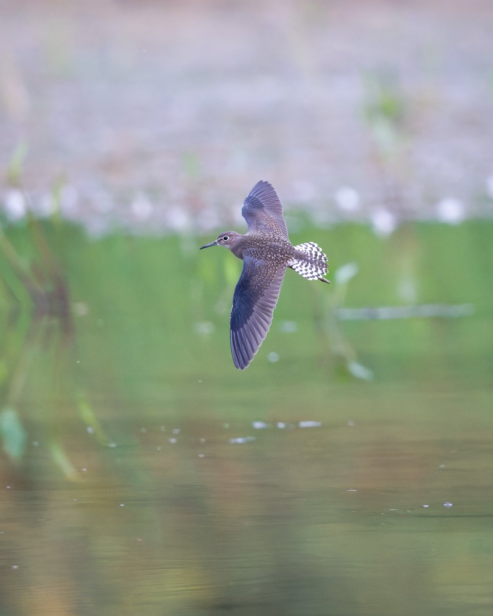 Solitairy Sandpiper