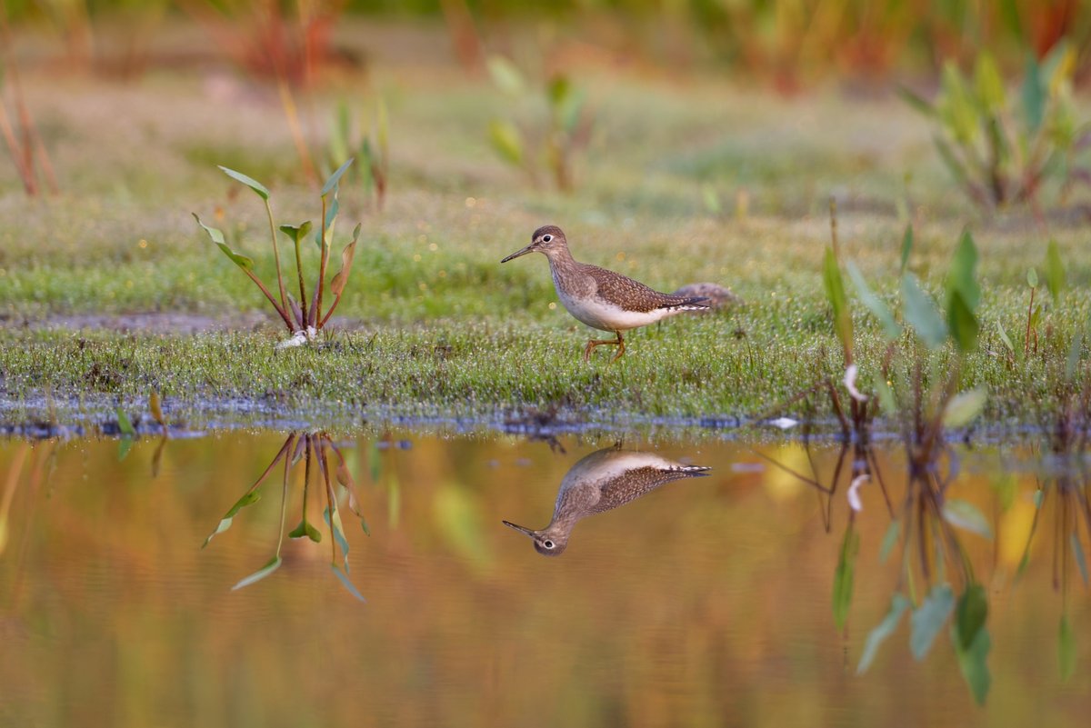 Solitairy Sandpiper