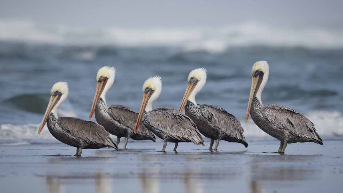 Brown Pelicans
