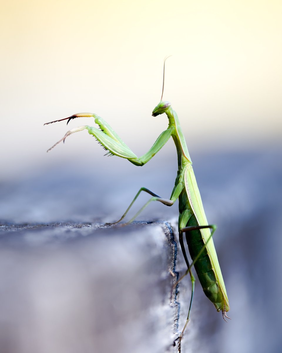 Mantis