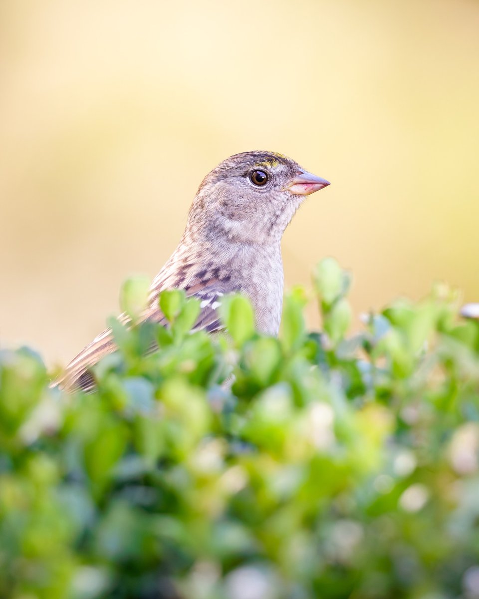 Golden-crowned Sparrow
