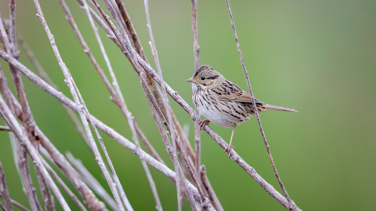 Lincoln's Sparrow
