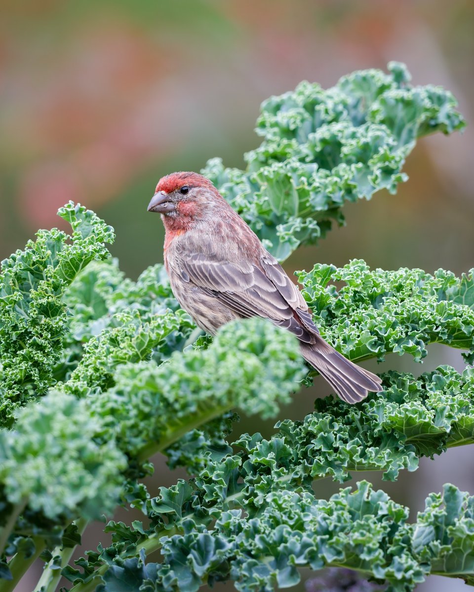 House Finch