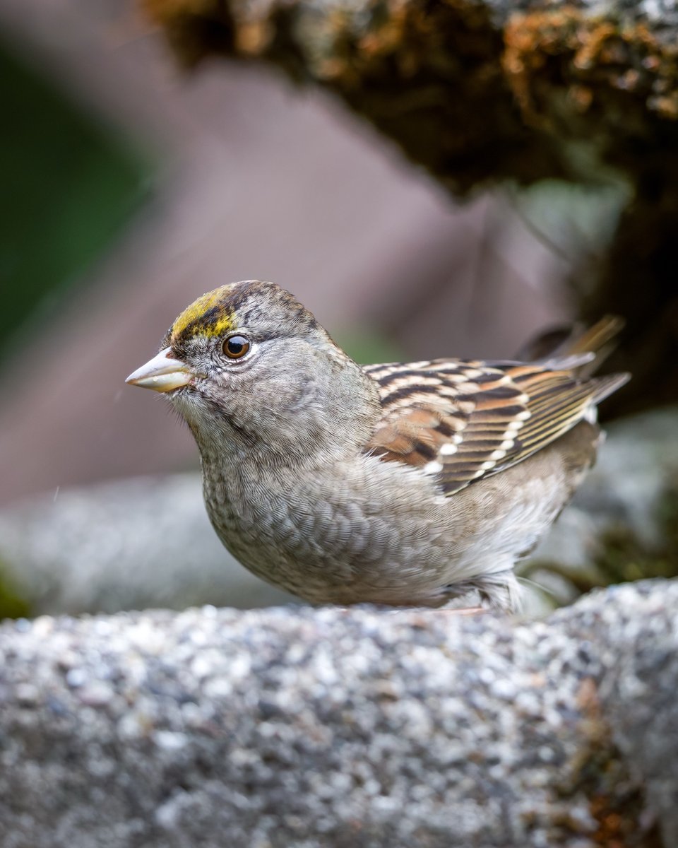 Golden-crowned Sparrow