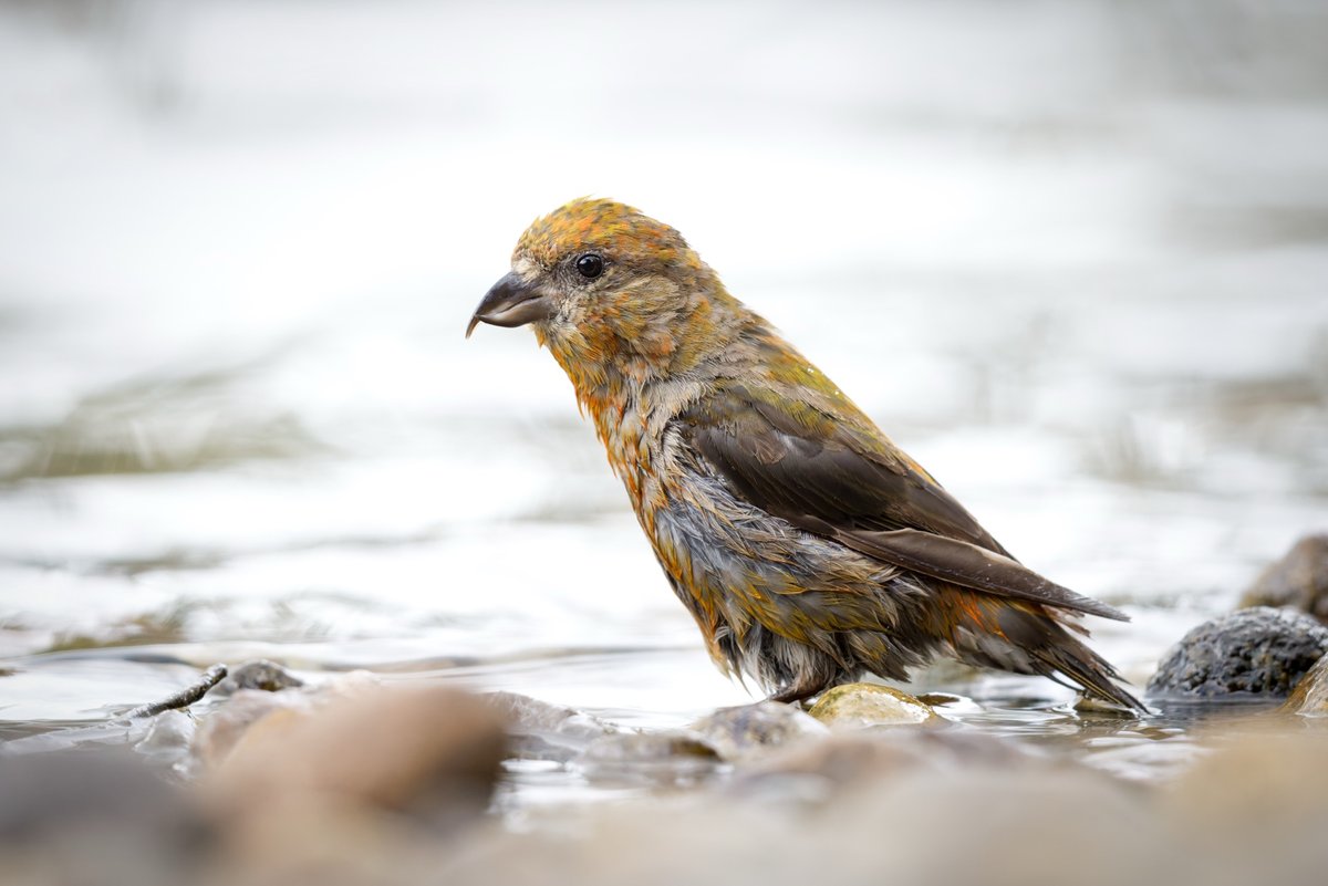 Red Crossbill